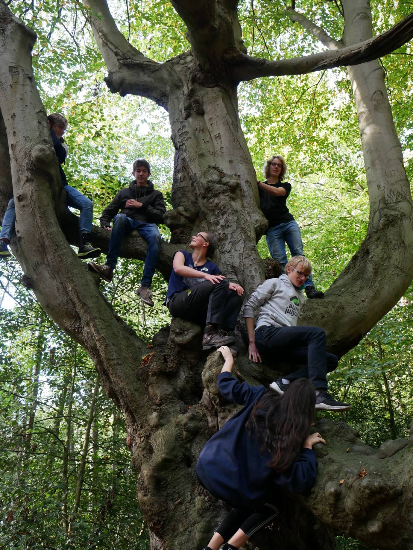 Gruppe Jugendlicher klettert auf Baum im Wald.