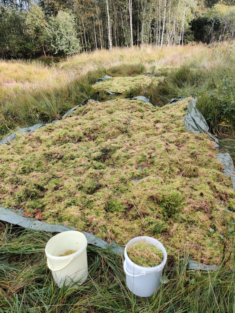 Bedeckte Fläche mit Moos in der Natur.