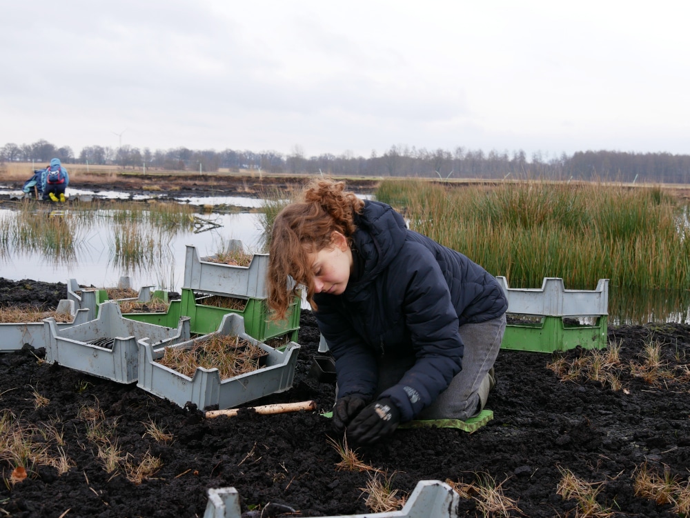 Person pflanzt im Moor mit Grasblöcken.