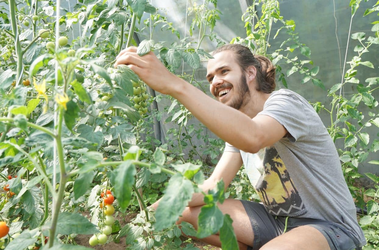 Mann pflückt Tomaten im Gewächshaus
