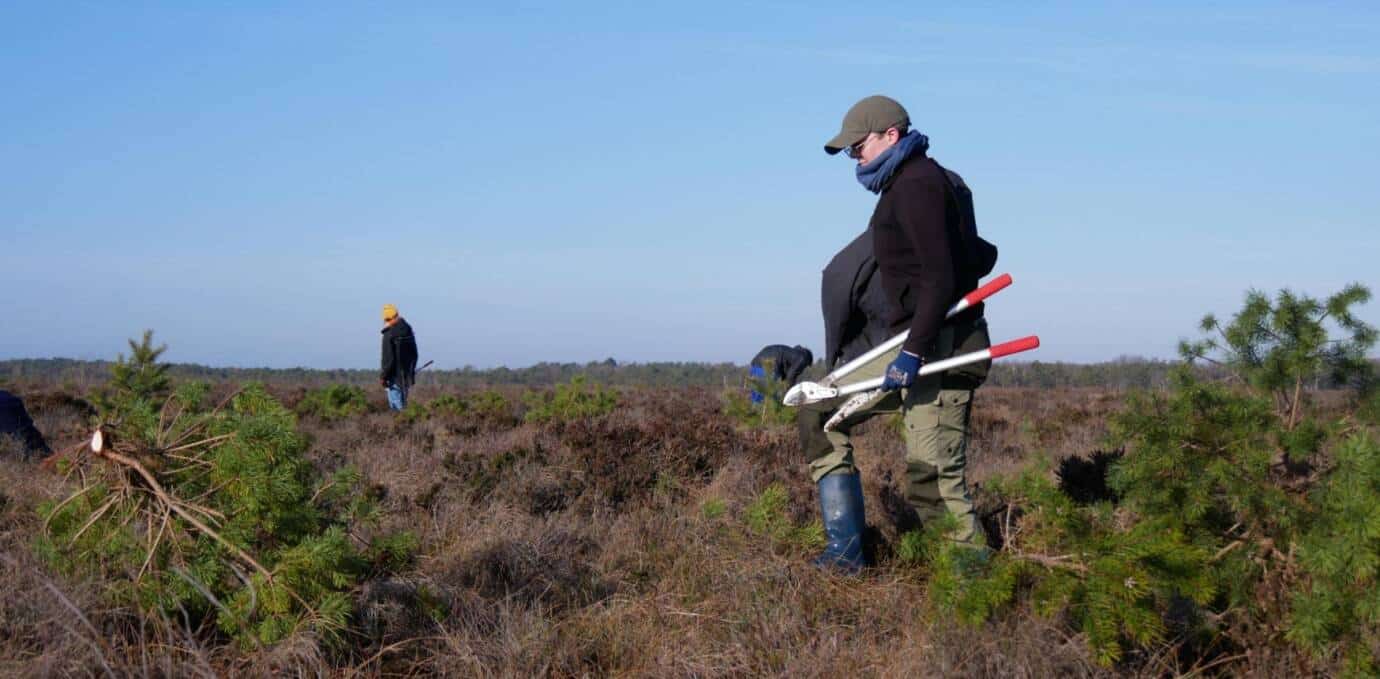 Ehrenamtliche pflegen Moor-Landschaft mit Baumschere.