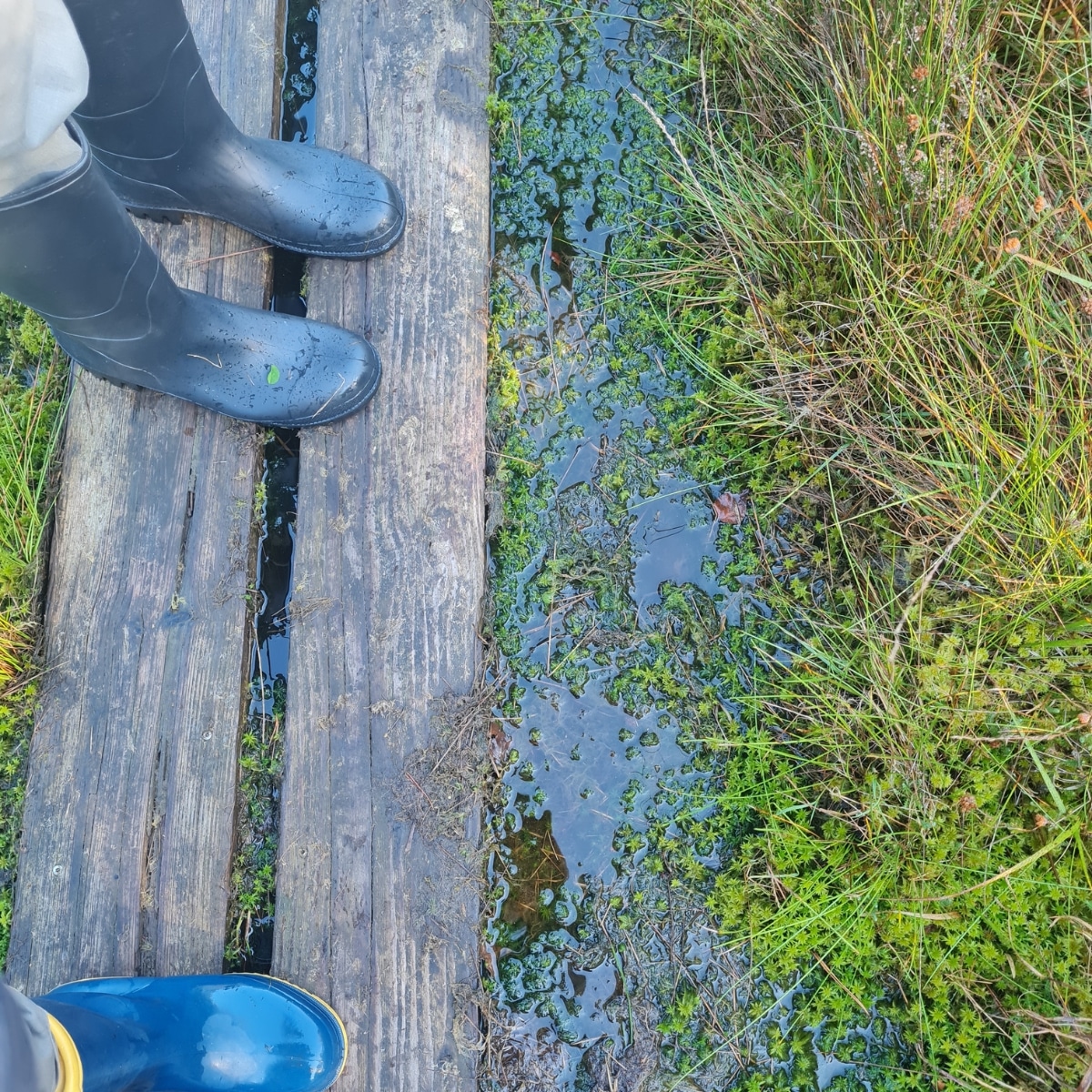 Gummistiefel auf Holzweg im Moor