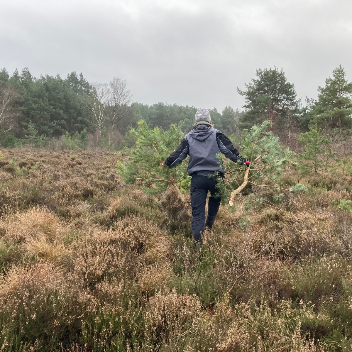 Person trägt einen kleinen Baum durch die Heide