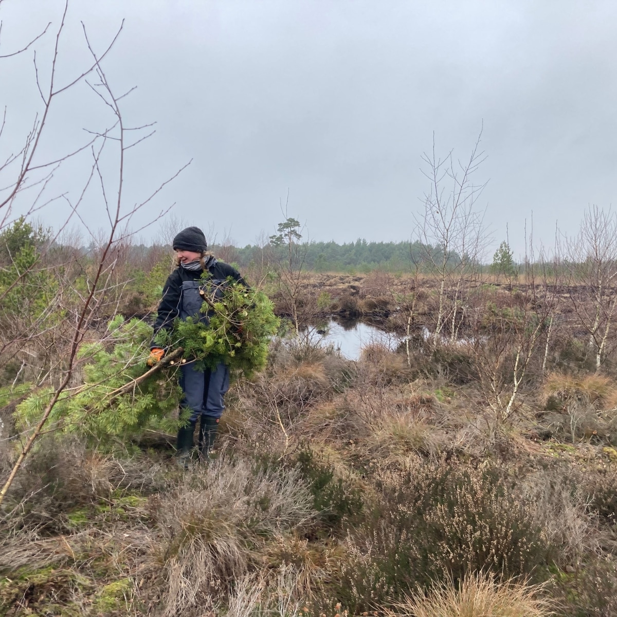 Person sammelt Äste in Moorlandschaft