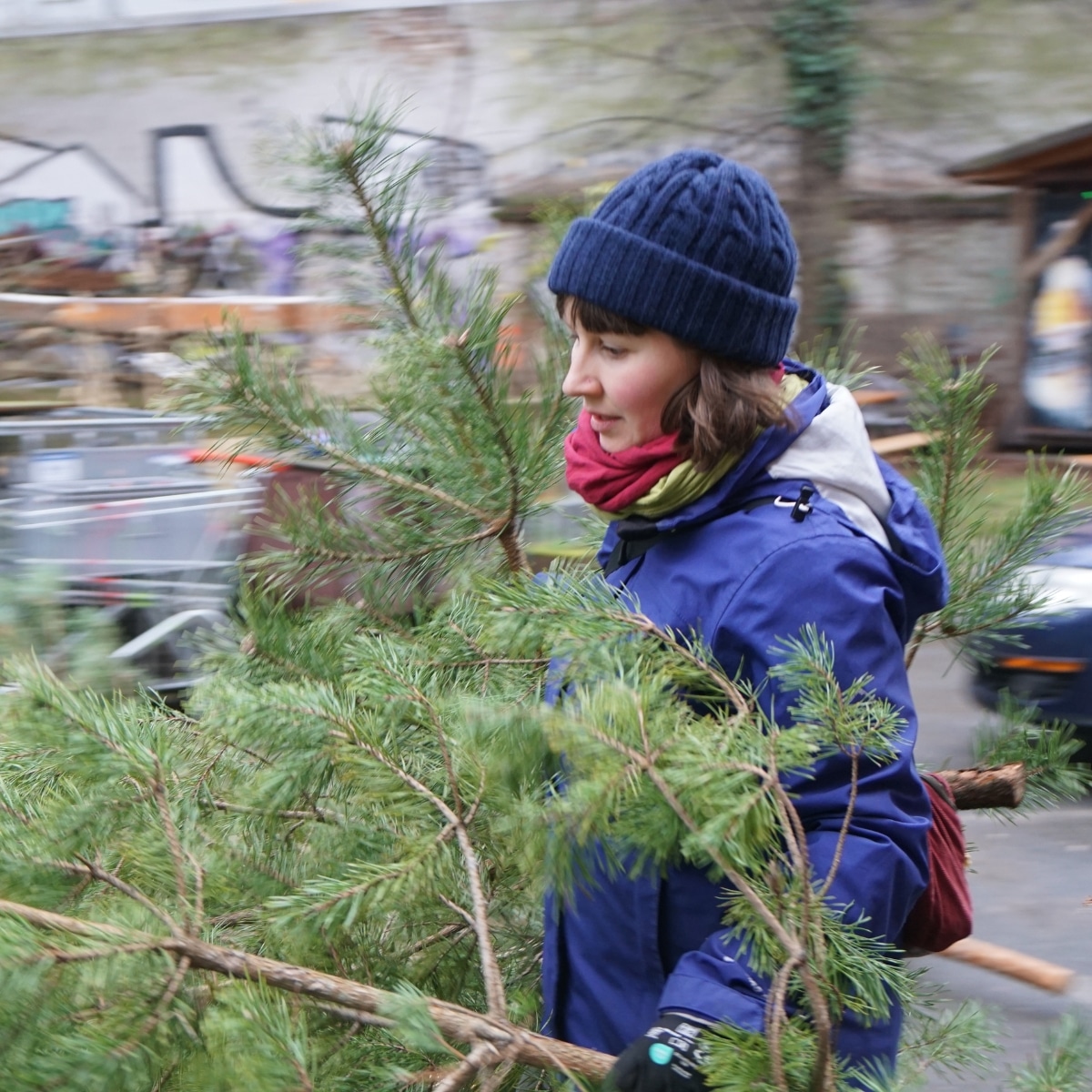 Person trägt Kieferbaum im Freien
