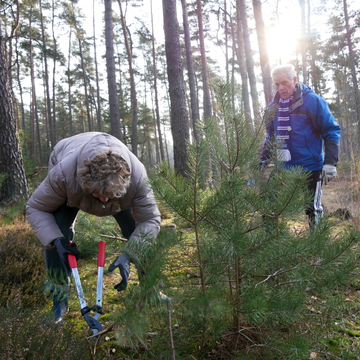 Zwei Menschen pflegen Bäume im Wald.