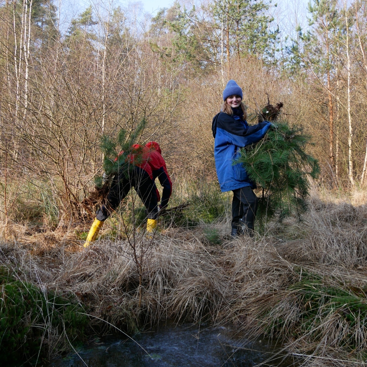 Personen pflanzen Bäume im Wald