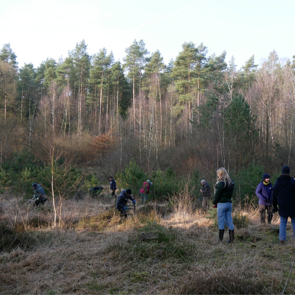 Menschen bepflanzen eine Waldlichtung