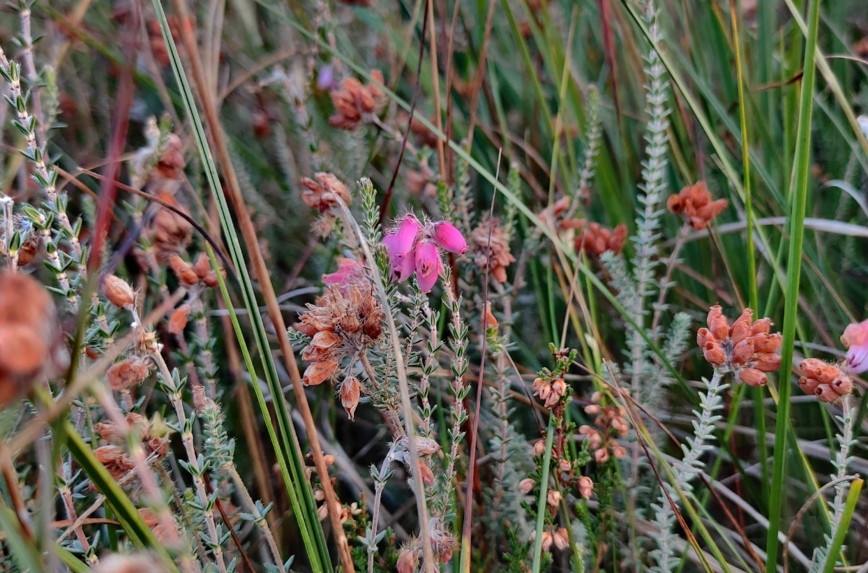 Nahaufnahme von Heidekraut mit rosa Blüten.