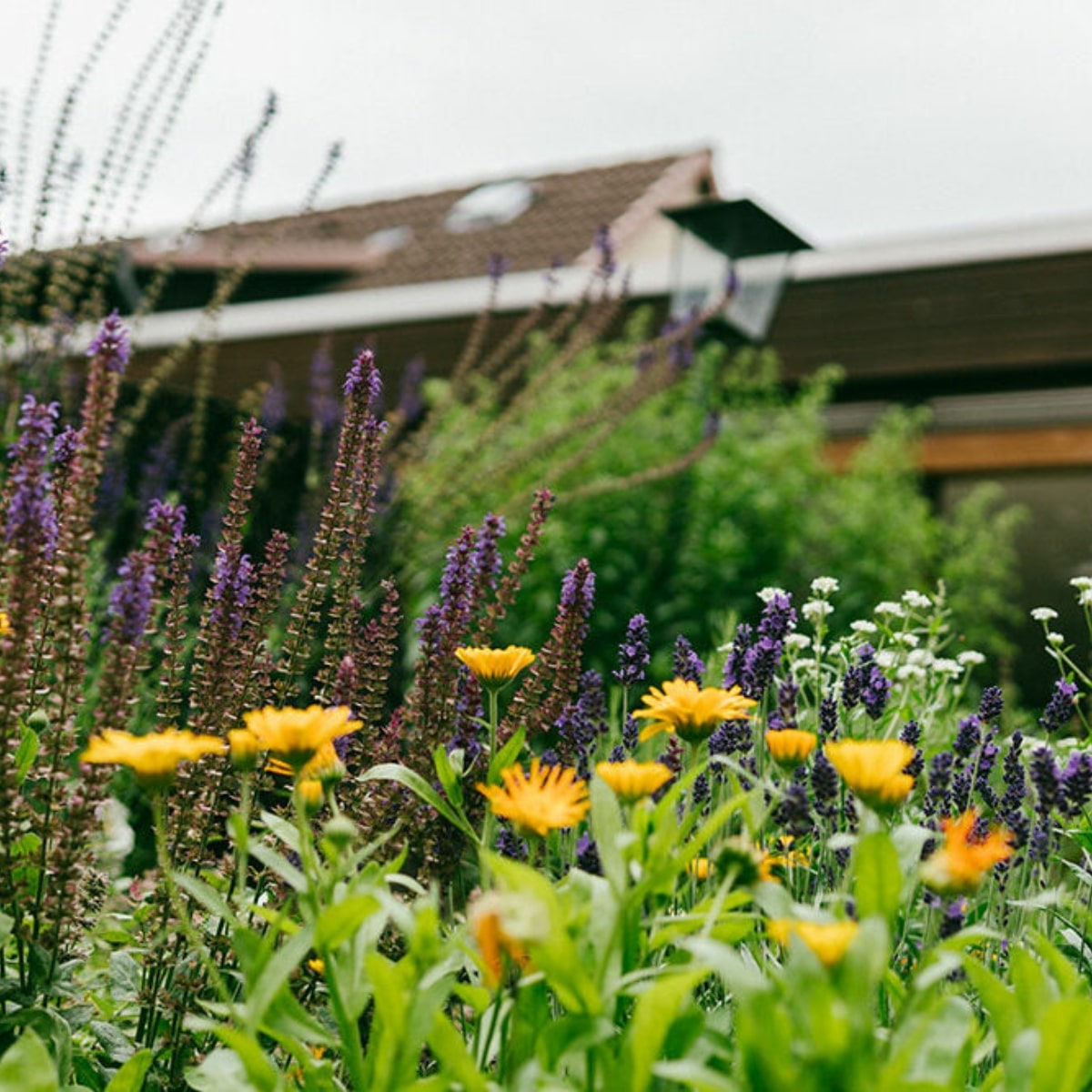 Gartenblumen vor Haus mit Dachfenstern