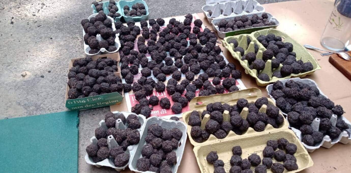 Pflanzensamen in Eierkartons auf dem Boden