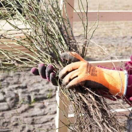 Person mit Handschuhen hält Pflanzenwurzeln im Garten