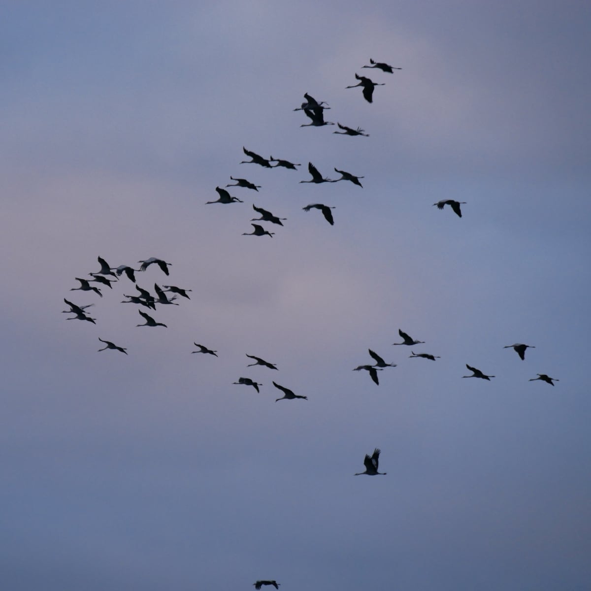 Kraniche im Landeanflug
