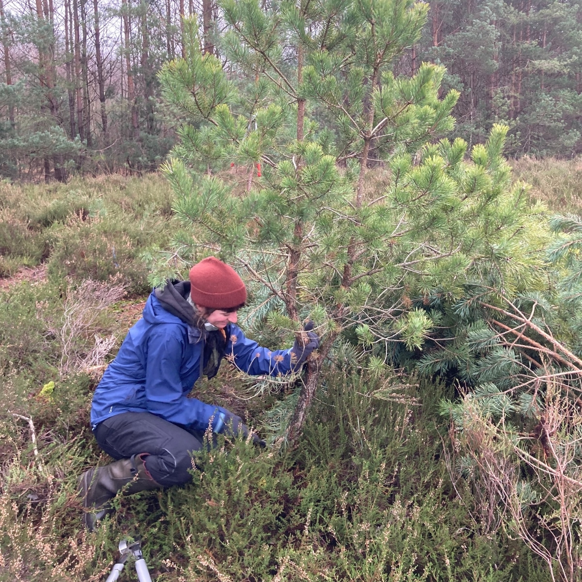 Person pflegt kleinen Baum im Wald